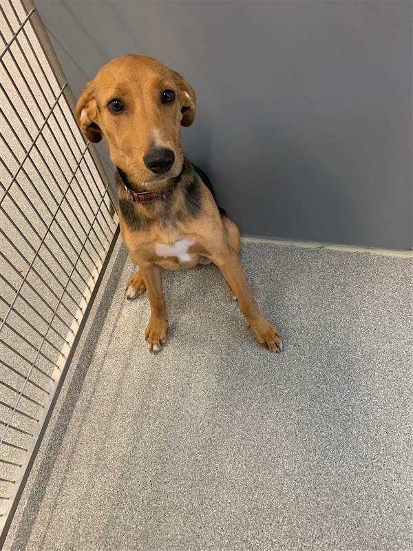 GuelphLostPets's tweet image. Recognize this tan, black &amp;amp; white male hound mix puppy? Found at 75 Wellington St E on Feb 7. Not neutered; wearing collar with no ID. If he's yours or you have any info contact #Guelph Humane Society at 519-824-3091 or lostandfound@guelphhumane.ca (shelter ID 52017548)