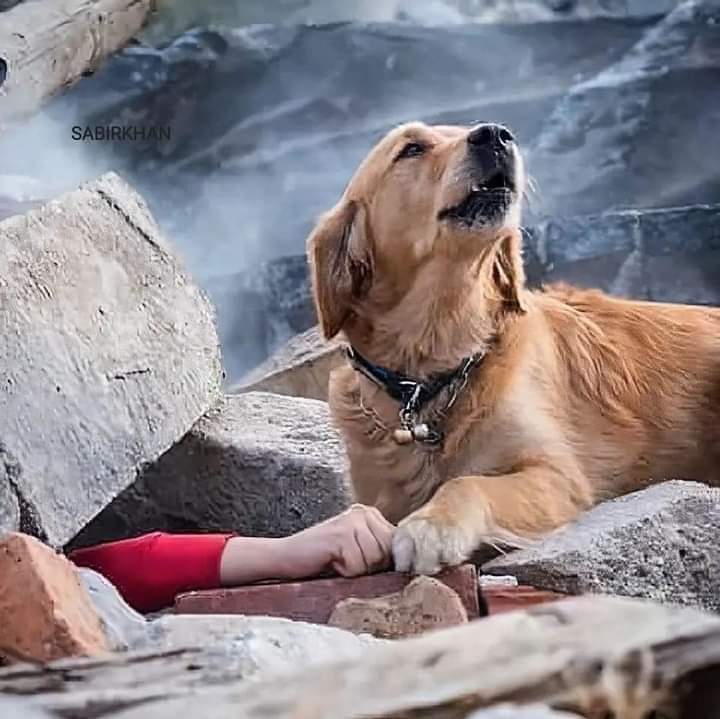 KTarlea's tweet photo. Cum arată un fake news? Se ia o poză emoționantă și se asociează cu cutremurul din Turcia/Siria.
NU este poza de la cutremurul din 6 febr, poza este un stock photo din 2018 - acele imagini care se pot folosi/cumpăra de pe anumite platforme.
💔 #turkeyeartquake
#SiriaEarthquake 💔 https://t.co/aU0P9F59xF