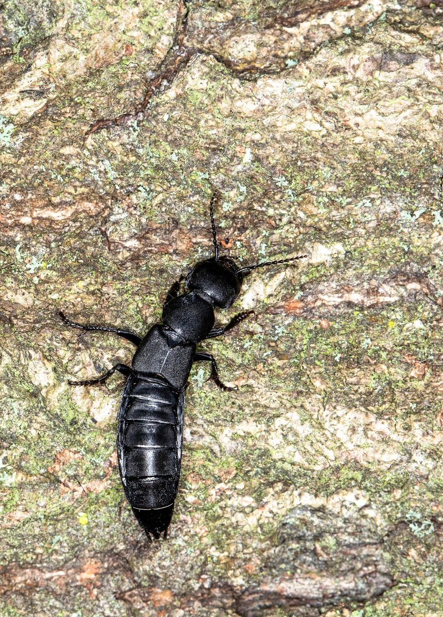 BENHS Headquarters - Saturday 18th March 2023 10:30 - 16:00 An introduction to the Staphylinidae - Roger Booth (NHM)
The workshop will provide an introduction to the Staphylinidae.

Further details: benhs.org.uk/events/

Image: Jon Cole