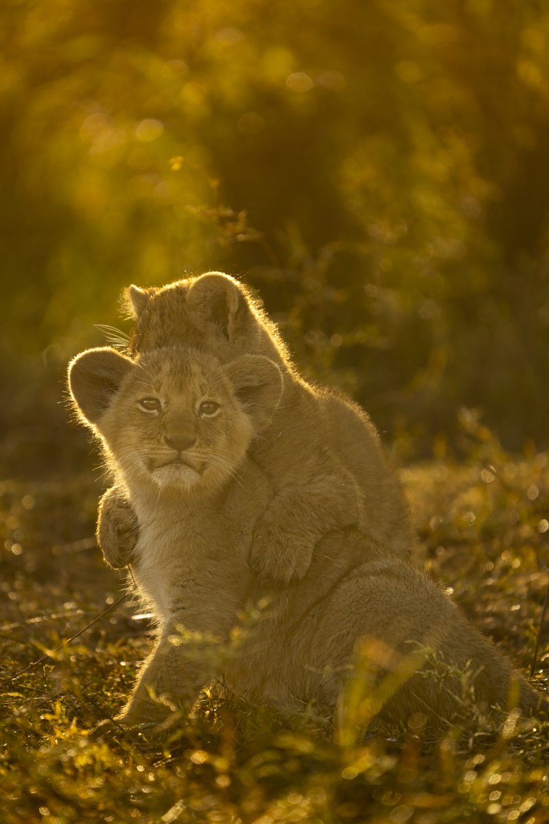 Golden hugs! 
#Simba #WildlifePhotography #Maratrails
@Wildlife_NFTs @theburrownft