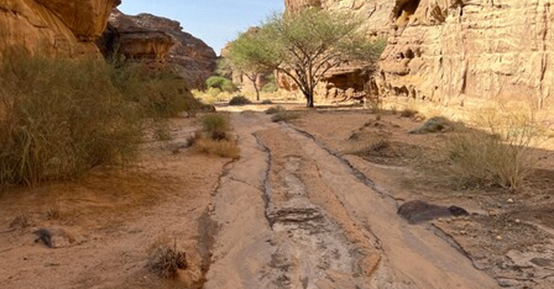 AlUlaMoments's tweet photo. 🐆 Opening for the #ArabianLeopardWeek, the #ArabianLeopard Celebration Trail is a #CatwalkTrail, one of several launching around the world. Don’t miss this 7km trail through the #SharaanNatureReserve, where Leopards may one day be reintroduced!
#AlUlaMoments
