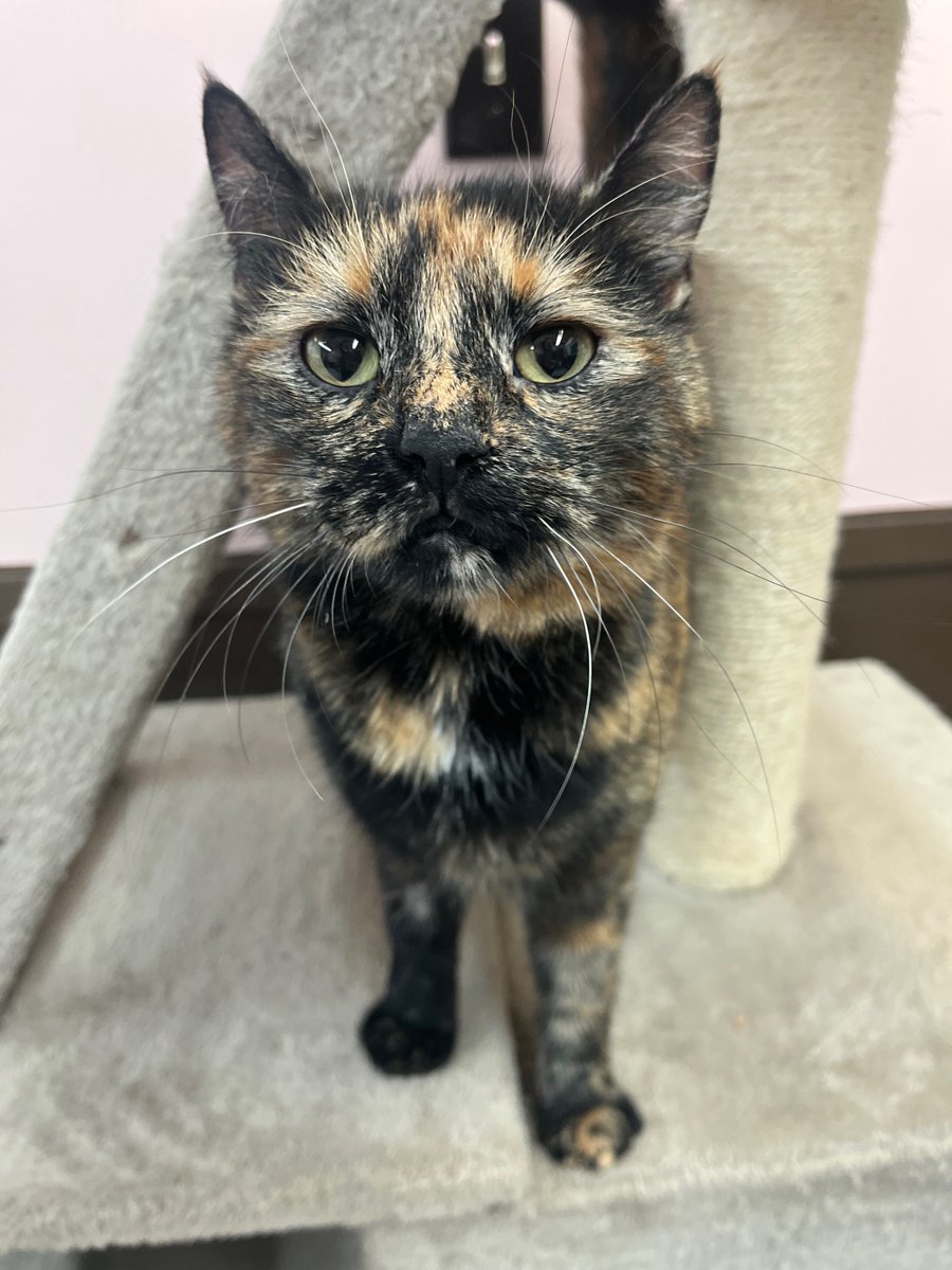 Say hello to Squirrel💗 This sweet girlie is full of personality! She is vocal about what she wants & will let you know exactly how she’s feeling. Squirrel enjoys time with her people, plenty of attn & other felines. Learn more: bit.ly/3YqVlca/ #BCSPCA #PrinceGeorgeBC