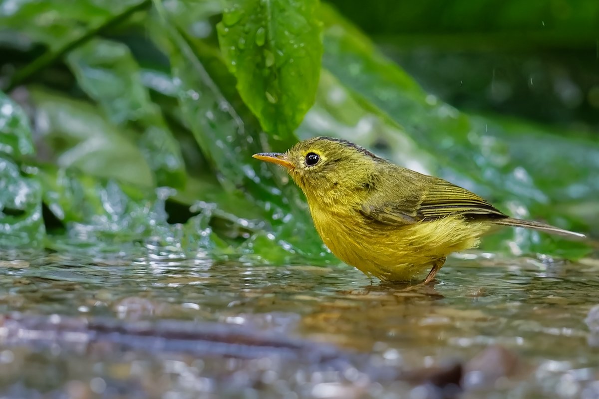 RajivLather's tweet photo. Wilson's Warbler #birdphotography #birding #birdwatching #birds #wildlifephotography #wildlife #NaturePhotography #nature #India #WestBengal @IndiAves https://t.co/SiWR1TTnqA