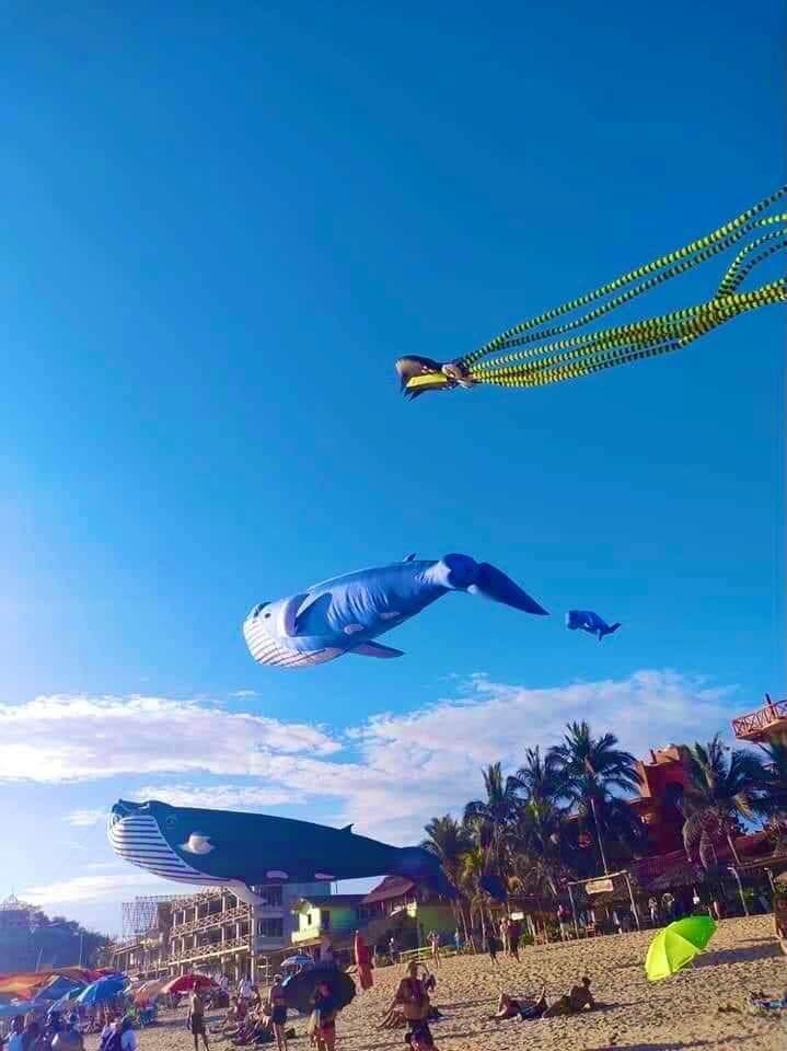 CentralQNoticia's tweet image. 🏝️🐋 Con bellos ejemplares de #papalotes gigantes en forma de fauna marina, se celebró el Festival Nudista #Zipolite,  el cual se realizó del 2 al 5 de febrero en esta playa de la costa oaxaqueña.