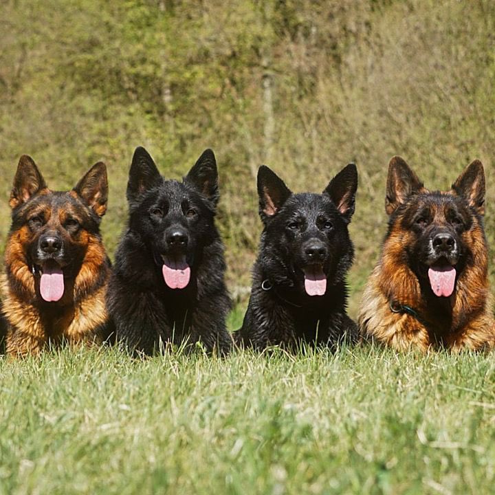 #germanshepherd #gsd #dogsofinstagram #dog #gsdofinstagram