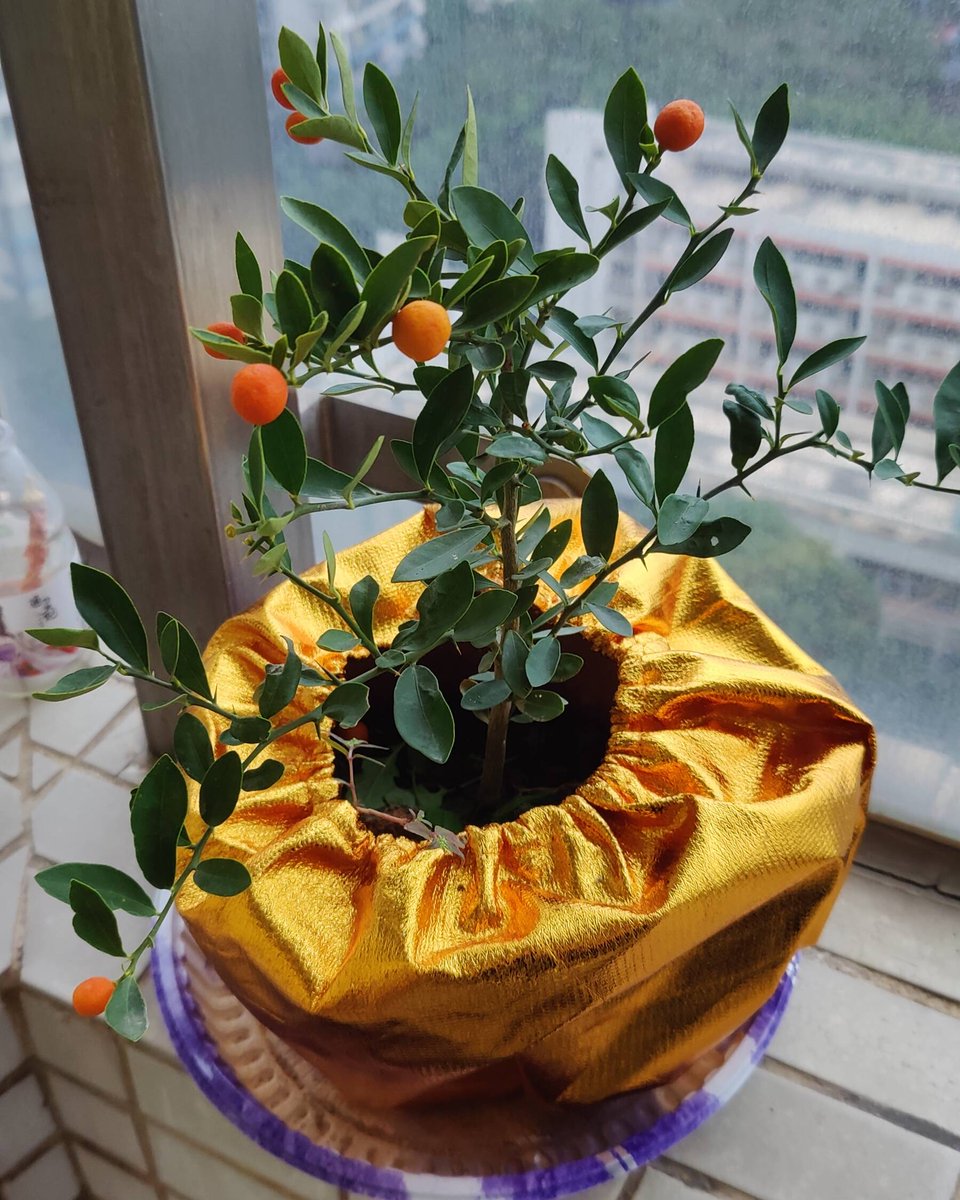 evosystem_jp's tweet photo. あけましておめでとうございます。
今年は皆様にお見せできる成果を発信して行きたいと思います。
写真は最近ベランダで育て始めた植物です。何の植物かわかりますでしょうか？ https://t.co/sVGky7hPzZ