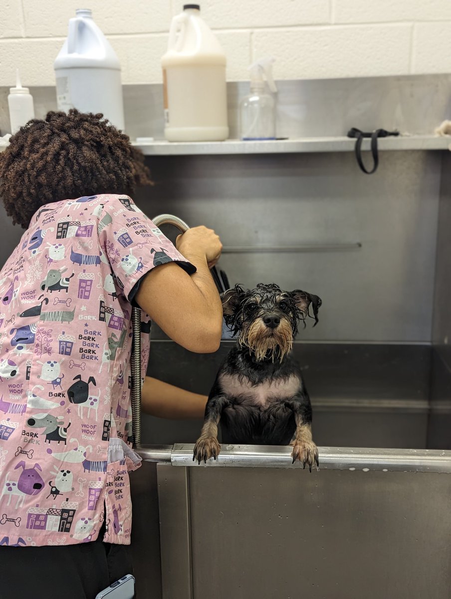 Spalding CTAE 𝓚𝓲𝓶𝓫𝓮𝓻𝓵𝔂 𝓢𝓱𝓮𝓹𝓹𝓪𝓻𝓭 tweet media