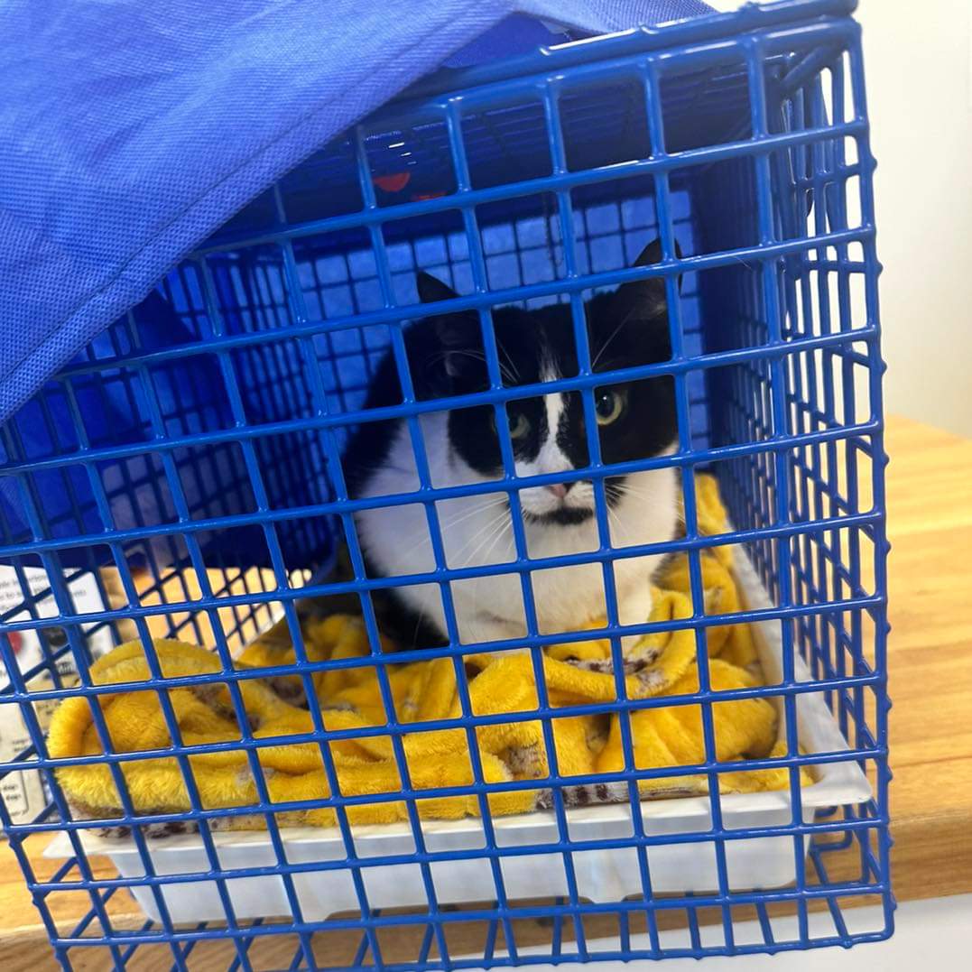 💔 Just arrived at Medivet with Monty 🖤🙏🙏🙏
He has been admitted and may need a feeding tube as well as his CT 

If we can get this fundraiser to target - his bill would be covered!!!!

paypal.com/pools/c/8RlZhM…