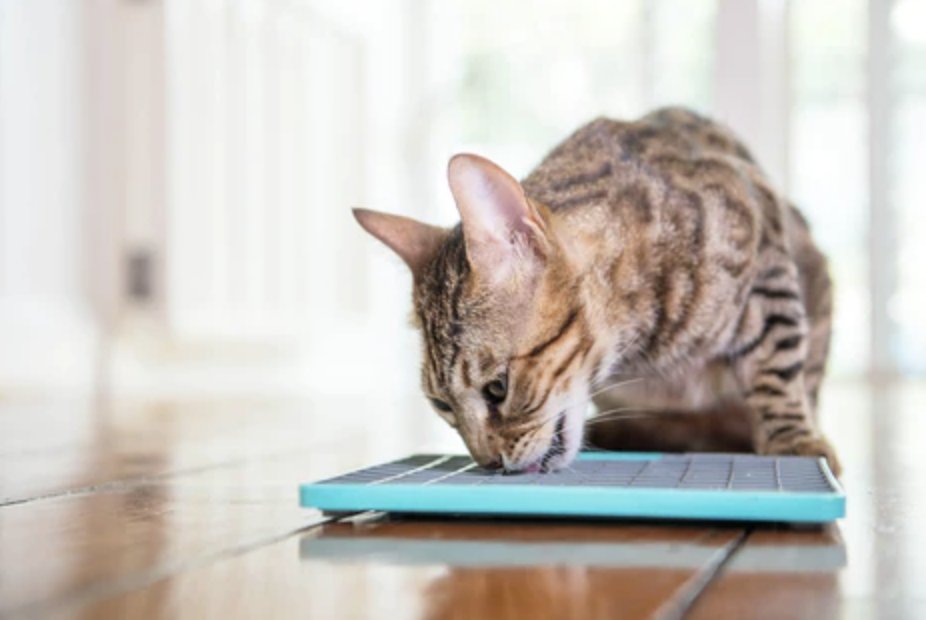 PetsPlayUK's tweet photo. Have you tried LickiMats yet with your dog or cat? 🐶 🐱 

Perfect for dogs and cats alike, LickiMats are designed to improve your pet’s mental health, digestion and oral health. 

Find out more and shop now 👉 https://t.co/oTzNJra56y

#dogs #cats #lickimats https://t.co/PxEl1ENAr2
