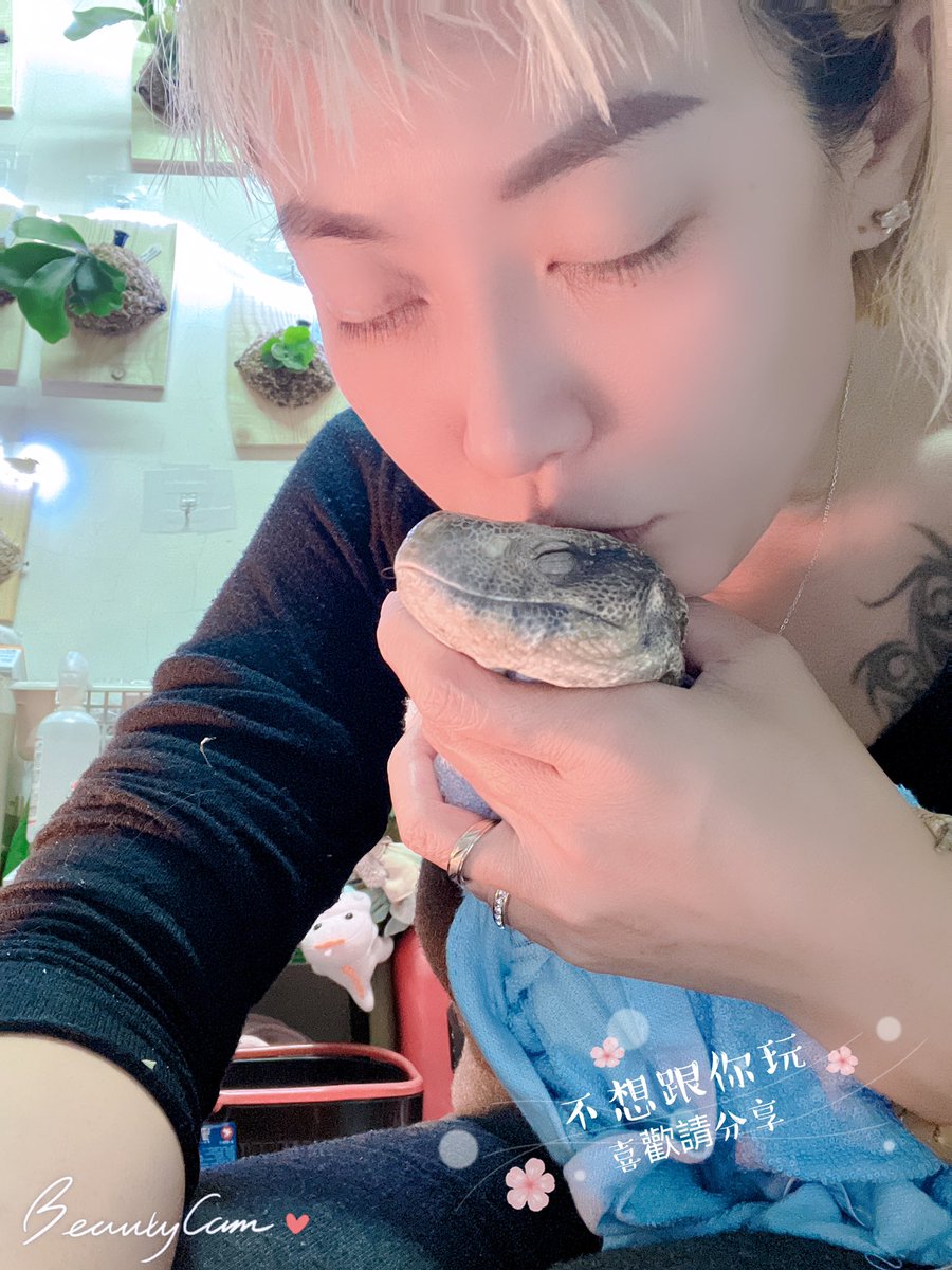 我叫睏寶（是隻草原巨蜥）為什麼呢？因為我超級愛睡，
除了吃飯時間醒著，
其他時間都在睡，
媽咪會幫我泡澡完然後修修指甲我就能繼續好好睡💤
#草原巨蜥目前應該有60cm持續長大中 https://t.co/bImtbLm0tQ