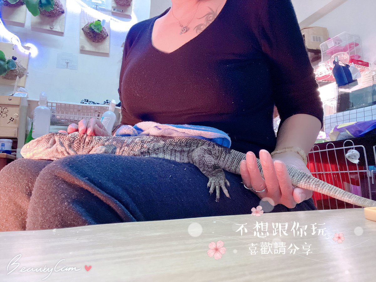 我叫睏寶（是隻草原巨蜥）為什麼呢？因為我超級愛睡，
除了吃飯時間醒著，
其他時間都在睡，
媽咪會幫我泡澡完然後修修指甲我就能繼續好好睡💤
#草原巨蜥目前應該有60cm持續長大中 https://t.co/bImtbLm0tQ