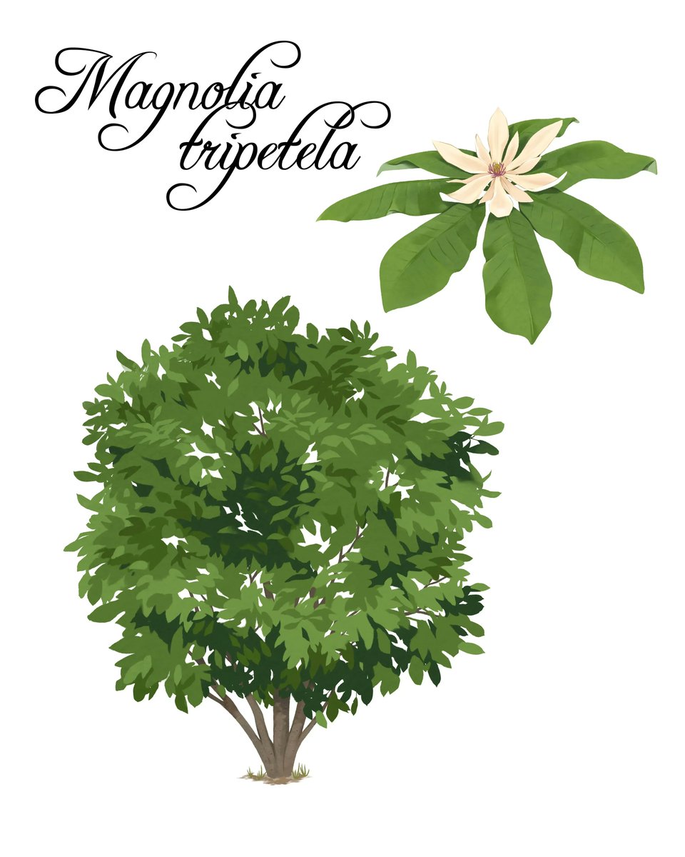 Last of the tree illustrations: Umbrella magnolia.

#SciArt #SciViz #BotanicalIllustration #ScientificIllustration #Botany