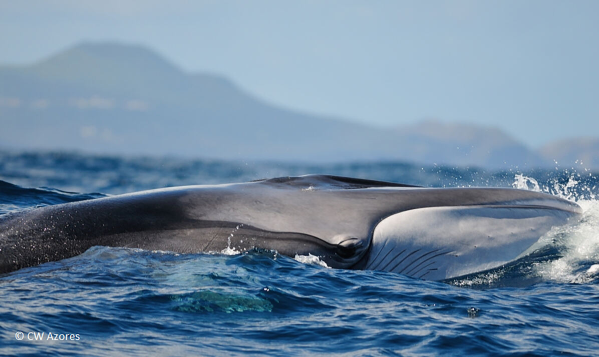 uniinnsbruck's tweet photo. 🐳 Detektiv-Arbeit im Meer: Mittels Umwelt-DNA wird in den kommenden Jahren detaillierteres Wissen über #Wale in europäischen Gewässern ermittelt. Das internationale @BiodiversaPlus-Projekt #eWHALE wird von @Bettina_Thal geleitet: https://t.co/9Rl91HtfLE @AAEuibk @ewhale_dna https://t.co/hf4iYuNF9F