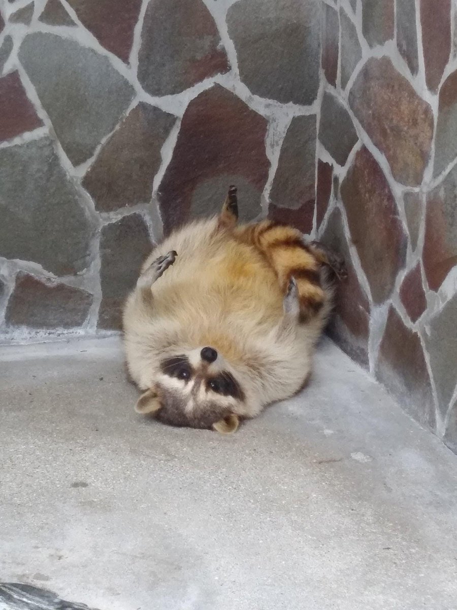 raccoonhourly's tweet photo. https://t.co/kD390xWCoD