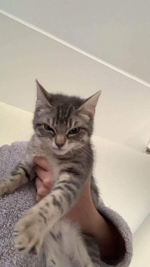 poorlycatdraw's tweet photo. it’s okay to be a little mischievous 😼 https://t.co/7vVcPaCi8J