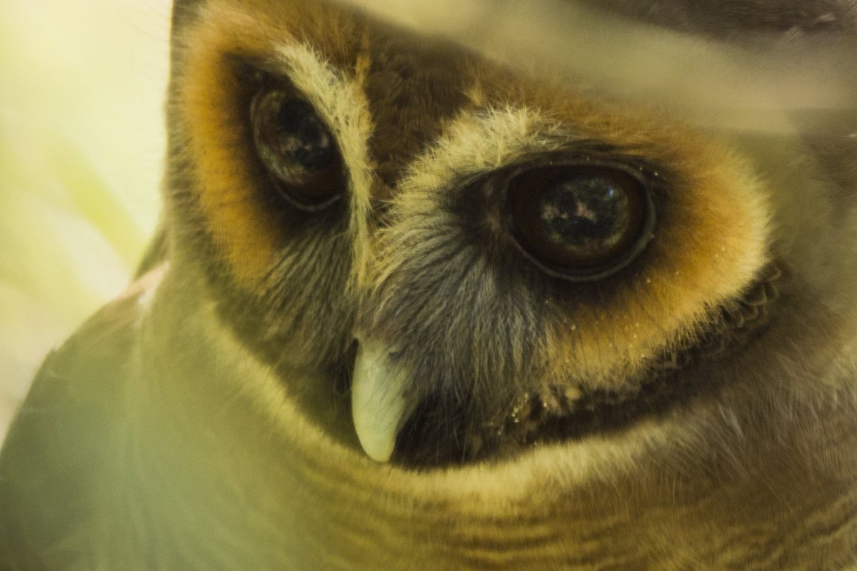 Brown Wood owl 
Westerghats, TN 🇮🇳
#nikon #nikongears #birdwatcher #birds #forest #rain #woods #indianbirds #bbctravel #birdphotography #birdwatcher  #bbcmagazine #owl #woodowl #wildtamilnadu_official #nftcollectors #tamilnaduwildlife #tamilnadu #birdreelsindia #wildlife  #NFT