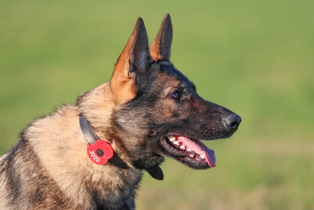 KPTacOps's tweet photo. If you`ve been out in Whitstable or Tankerton at the weekend you may have seen our beautiful PD CALLIE. She was out on foot patrol OVERNIGHT around the area of the Beach paying attention to the Beach huts #BeachDog #Whistable #Tankerton #PDCallie https://t.co/y3xcRClCmF