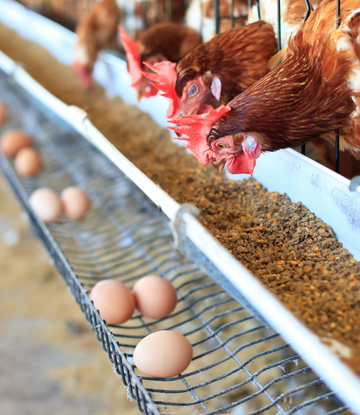 "Eggflation" will continue until the Bird Flu subsides. #foodservicesupplychain
supplychainscene.org/resources/insi…