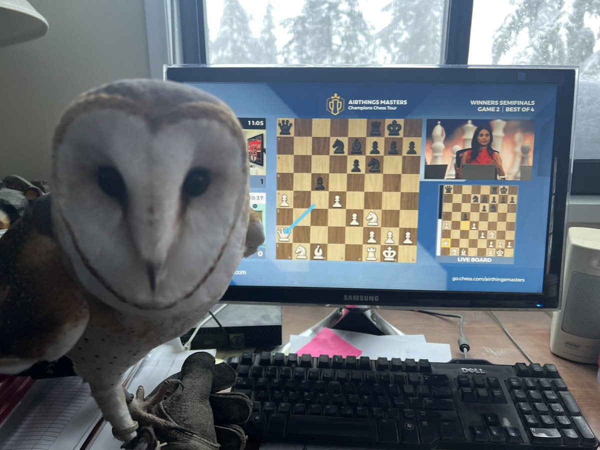 Cleo the Barn Owl <a href="/grousemountain/">Grouse Mountain</a> watching <a href="/MagnusCarlsen/">Magnus Carlsen</a> and gaining some extra wisdom! #ChessChamps #AirthingsMasters