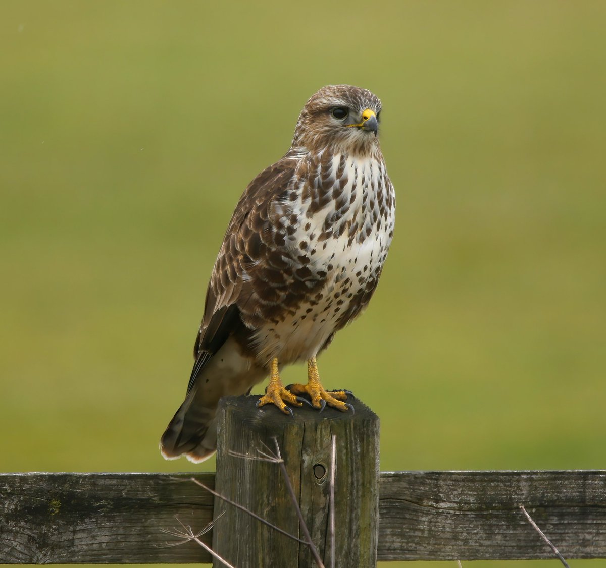 Jeff’s Wildlife Photography tweet media