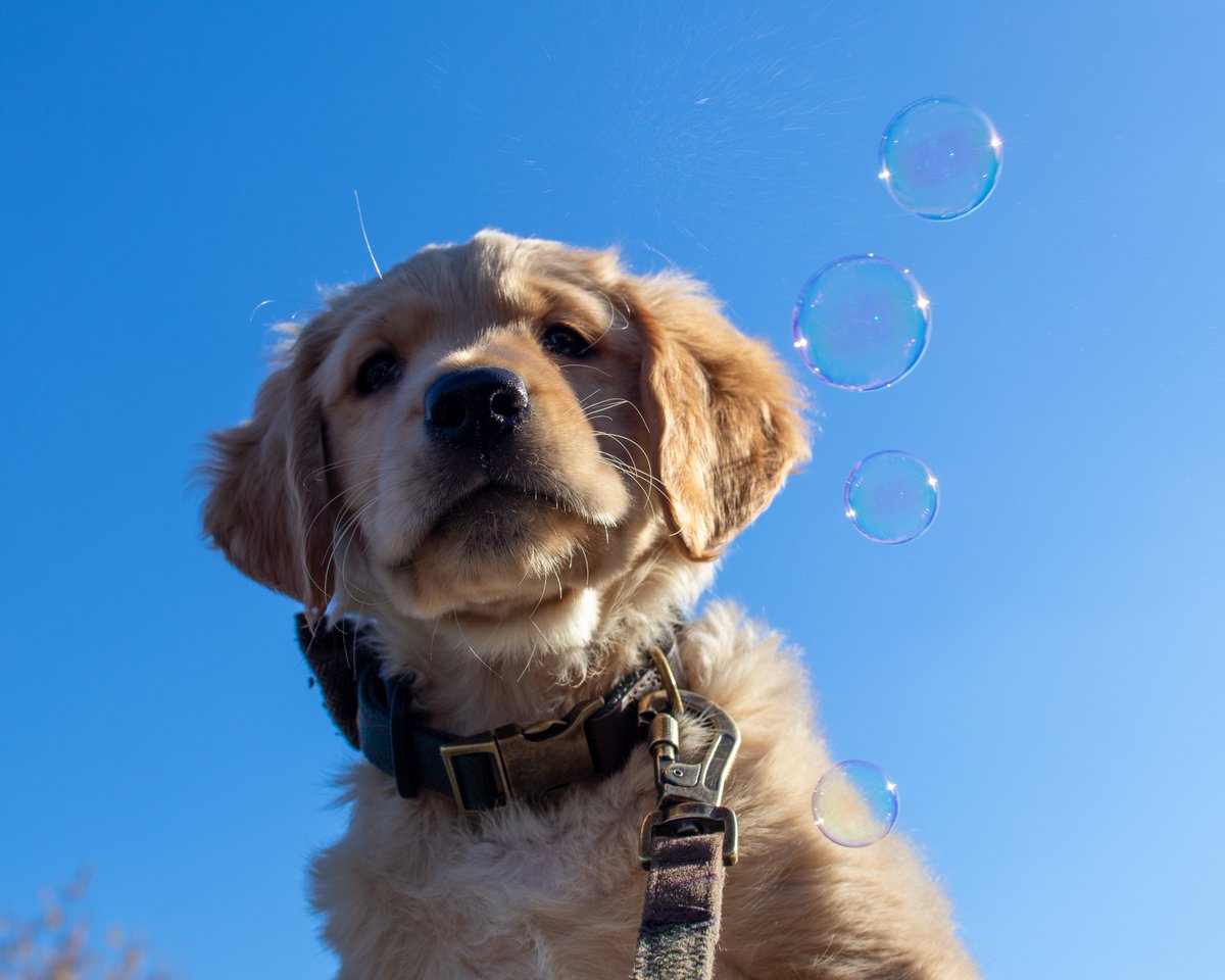 Bubbles 🙂 #finlaythegoldenretriever #goldenretriever #puppy #bubbles #puppyphotos #dogphotography #dogsofinstagram #goldenretrieversofinstagram #puppypics #lifesbetterbywater