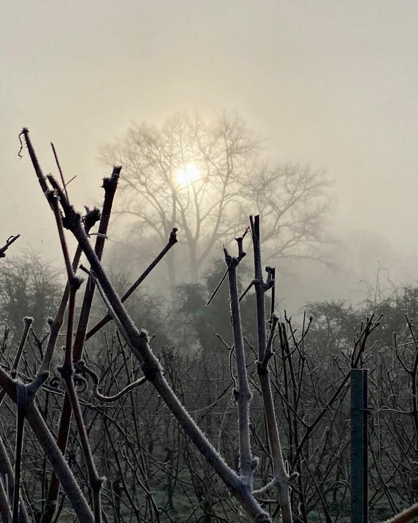 Freezing fog this morning makes a beautiful photo.
#raimes #vineyard #pruning #englishsparklingwine instagr.am/p/CoXvZgNtASm/