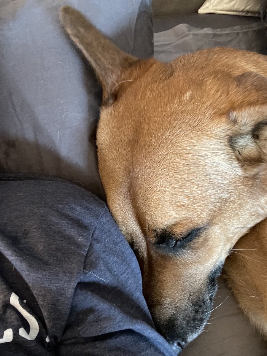 I’ve described many times how broken Sully was when I started fostering him…and look who is now the best snuggle-napper in the family. I still can’t believe how far he has come. Just love this tripawd. ❤️❤️❤️❤️