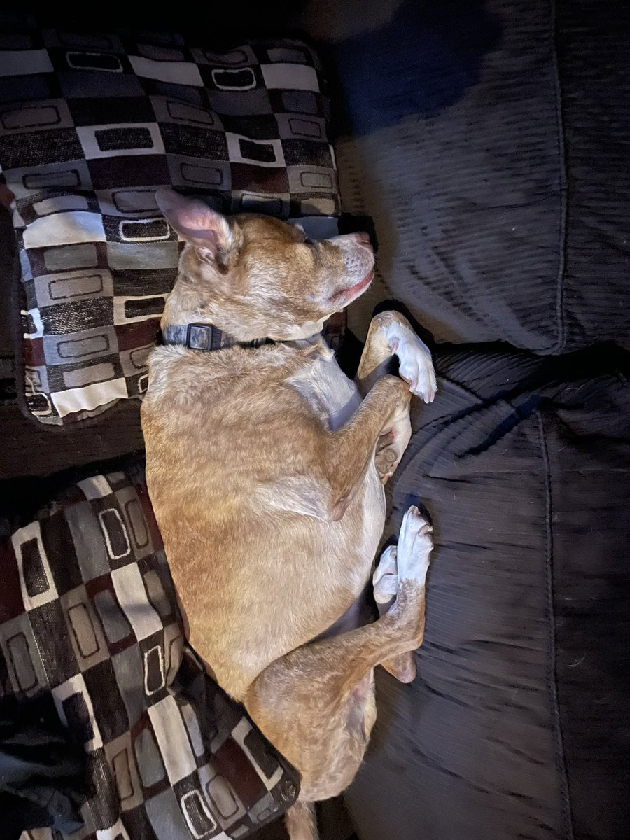 ScotPataky's tweet image. To all my friends and family I am totally devastated to tell every one that my buddy Blaze passed away yesterday. To all that have known , he was my best friend and really changed my life in a good way. RIP Bubby, you were the perfect best friend and dog!! Love You always Bubs