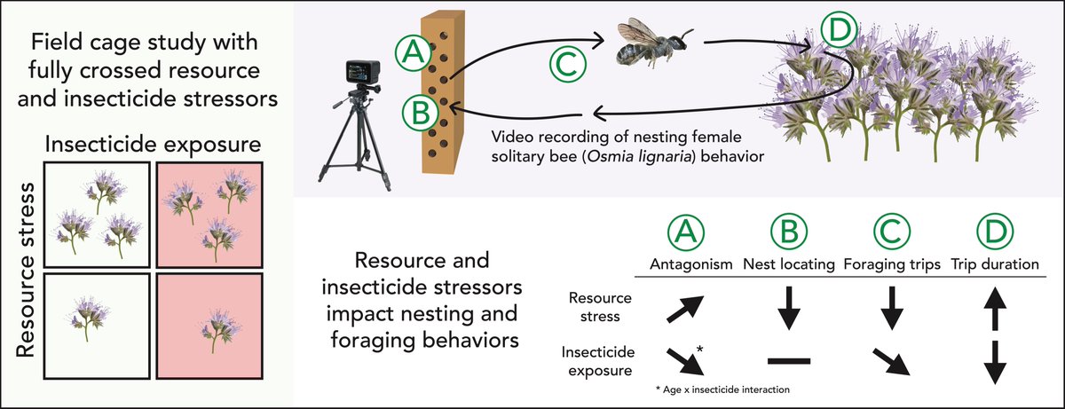 Clara Stuligross (@clarastuligross) on Twitter photo Our new work on solitary bee behavior, insecticide exposure, and resource limitation is now available open access in <a href="/STOTEN_journal/">STOTEN</a>!
A collaboration with <a href="/gigi_melone/">Gigi Melone</a>, Li Wang, & <a href="/WilliamsBeeLab/">Williams Lab UC Davis</a>
sciencedirect.com/science/articl… Our new work on solitary bee behavior, insecticide exposure, and resource limitation is now available open access in <a href="/STOTEN_journal/">STOTEN</a>!
A collaboration with <a href="/gigi_melone/">Gigi Melone</a>, Li Wang, & <a href="/WilliamsBeeLab/">Williams Lab UC Davis</a>
sciencedirect.com/science/articl…