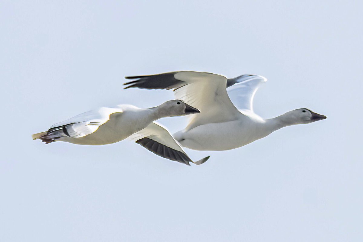 #snowgeese in flight