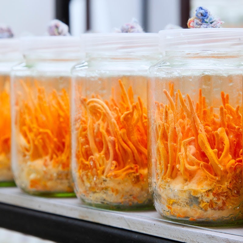 ¿¡Ya vieron "The Last of Us"!? OBVIO ya, ¿saben que el hongo zombi que la inspiró es comestible y muy común? 😱