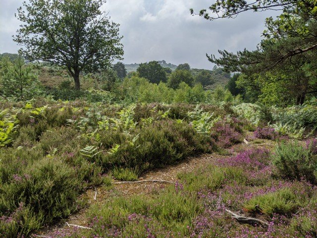 HIEPsychology's tweet image. We are in a beautiful spot, working with amazing people. Give us a ring to find out more, we're super excited to tell you about all the fab work on the go #twitterEPs Our advert is now live: careers.newjob.org.uk/HCC/job/Havant…