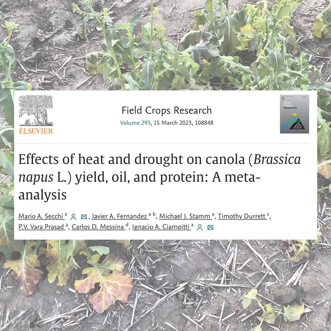CiampittiLab's tweet photo. #ArticleAlert🚨
This research dissects the overall impact of abiotic stress timing and duration, identifying the magnitude and direction of canola seed productivity and quality responses to abiotic stresses.

🔗https://t.co/1RWkU8czxh https://t.co/DLZF4W9son