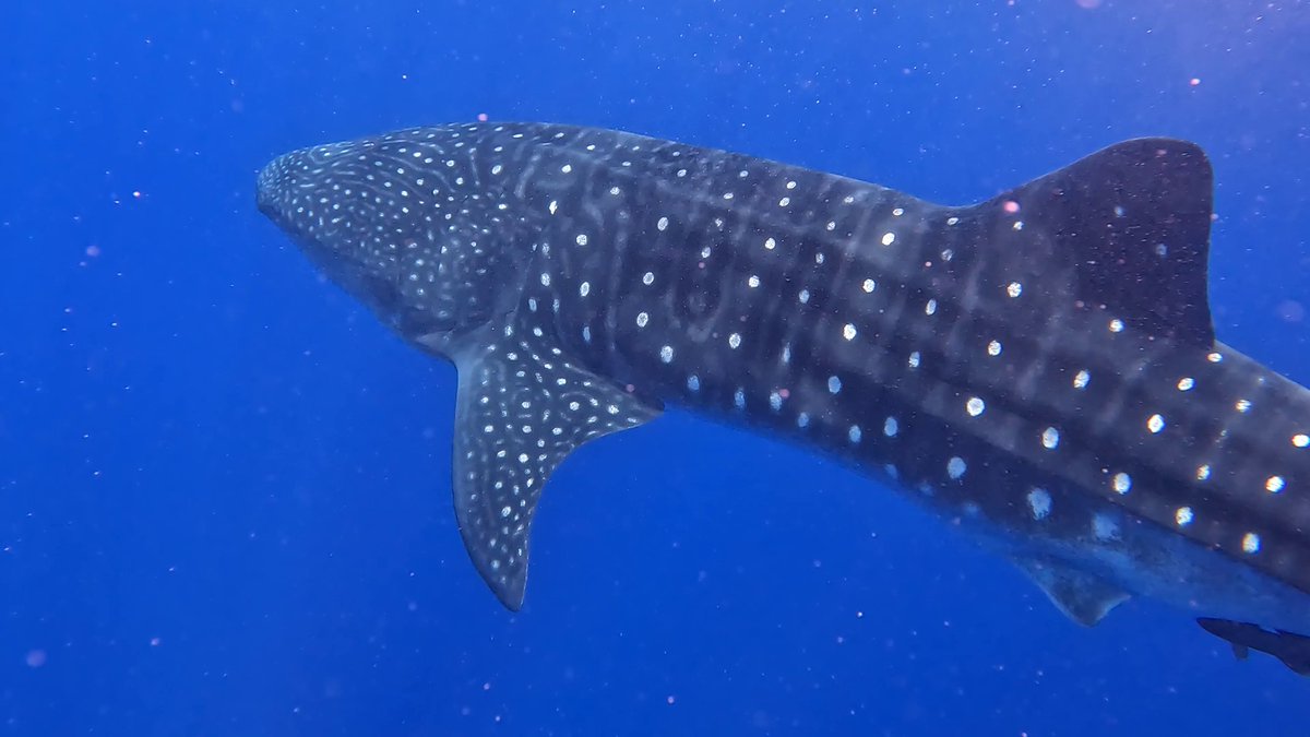 St Helena National Trust Whale Shark project is looking for assistance from researchers with experience using Sharkbook. Severe bandwidth limitations on the island means we can upload our photos into Sharkbook but can't stay connected long enough to run the AI to ID our sharks.