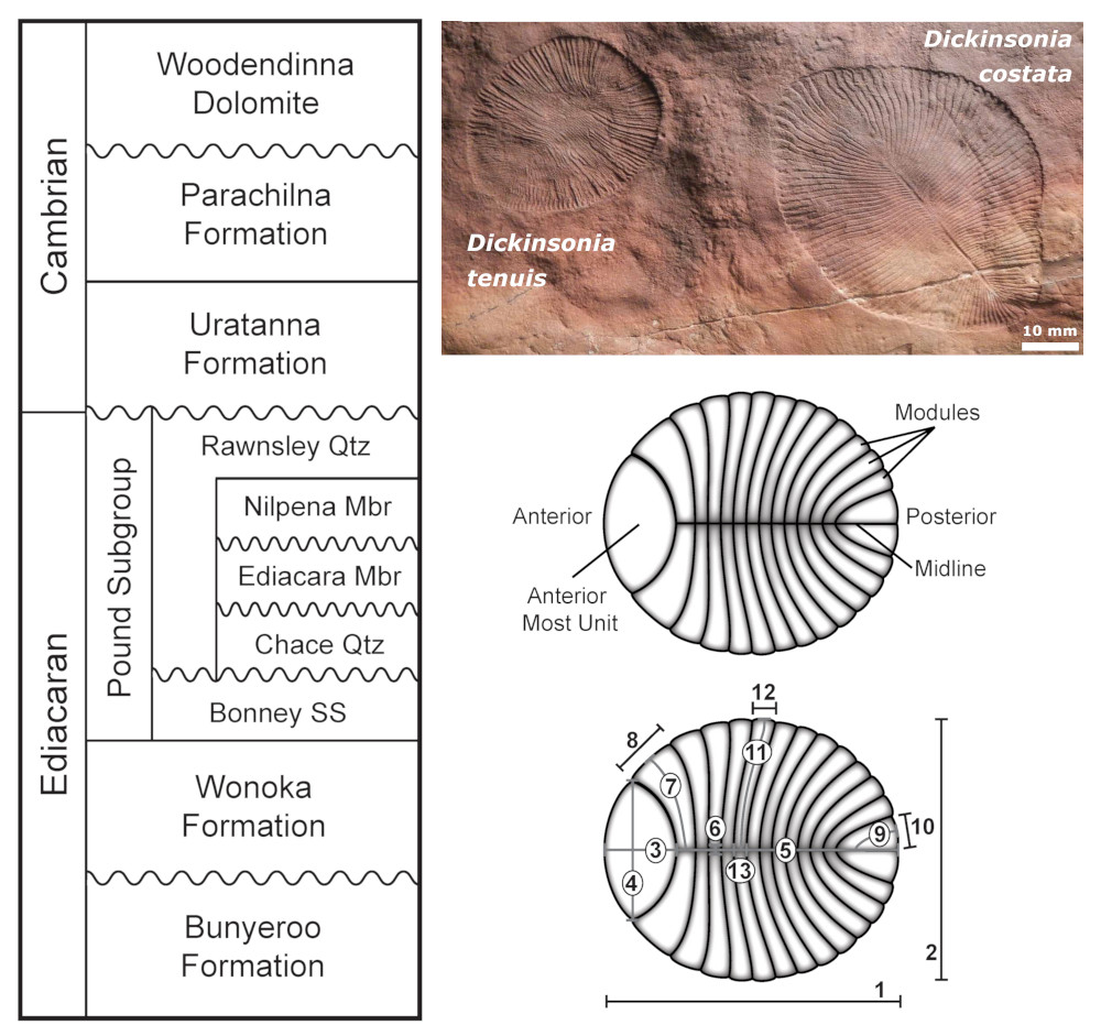 Species of Dickinsonia from the Ediacaran of South Australia: from 5 to 2 onlinelibrary.wiley.com/doi/10.1111/pa… <a href="/datadryad/">Dryad</a>