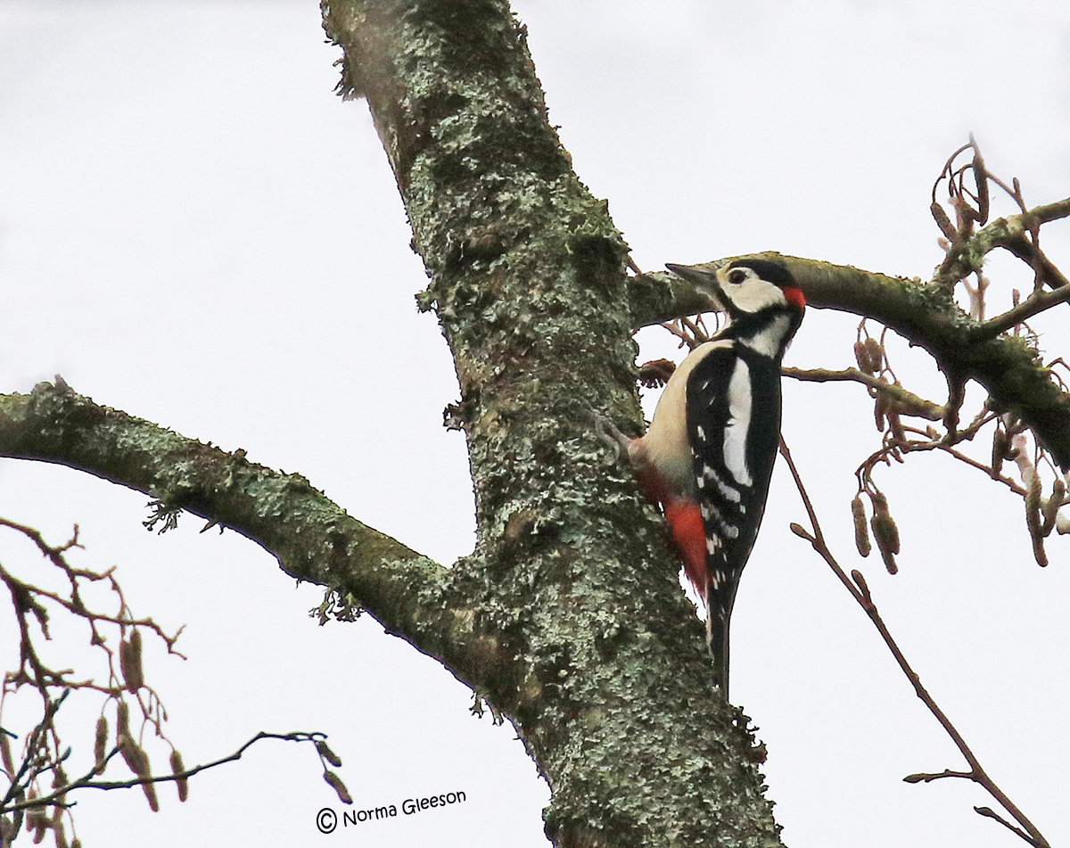 Norma Gleeson tweet media