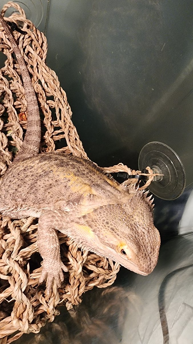 MapleTears23's tweet photo. New to Twitter, Hello 🌎 this is my beardie Izzy 💛 https://t.co/teVI8k8TcO