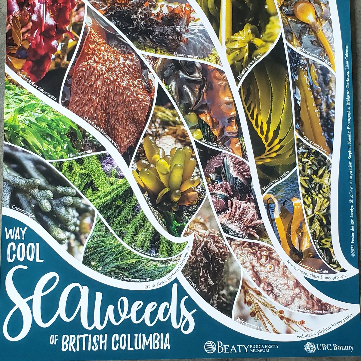 🚨Seaweed lovers, #kelp champions, and nature nerds at #IMPAC5 🚨

The talented Bridgette Clarkston @funnyfishes has kindly donated some of these 🤩 posters. I just left the last 6 at the @CANoceanlitCO booth. Get there quick if you want one!