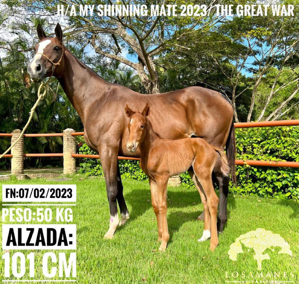 myrunningmate_'s tweet photo. Grata alegria estamos recibiendo en estos momentos, @Losamanesracing nos acaban de enviar la foto de una potra que nos nació de nuestra gran yegua MY SHINNING MATE; más que agradecido por todo el esfuerzo que han hecho señores criadores. Hoy no dormiremos viendo esta imagen, jaja https://t.co/a9KzXEU177