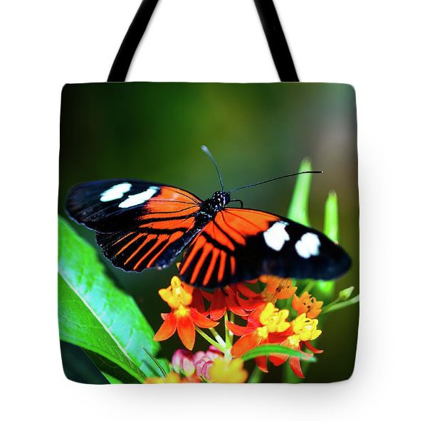 jbartelt's tweet photo. Get a fun and fashionable fine art tote bag from JB's Fine Art IMAGING STUDIO!
“Postman Butterfly Sampling The Flowers Tote Bag”
Buy it Here: https://t.co/4MQWlLMh1I
#BuyIntoArt
#postman_butterfly
#wildlifeart
#FindArtThisFall
#totebag
#reusable
#art
#gift
#giftitem https://t.co/MPq8klyoMr