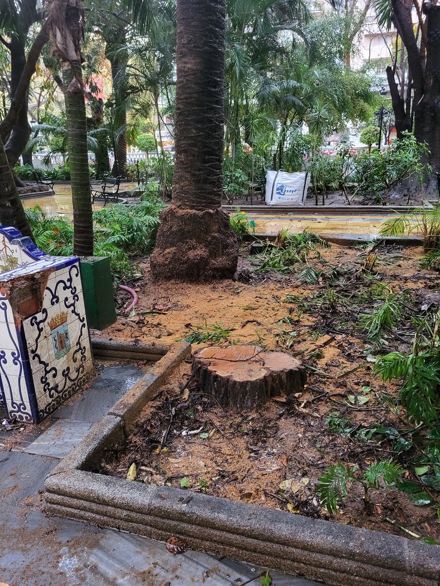 ImgdeMarbella's tweet photo. Árbol talado en la Alameda hoy.
El tocón bastante sano 
¿Les molestará para la obra? Seguro. 
¿Irá a más? 😔
Todos los árboles molestan para el Delegado de parques y jardines y la alcaldesa, para "su modelo" de ciudad sostenible y aprovechan la lluvia para hacerlo a escondidas. https://t.co/12XGdPqIVX