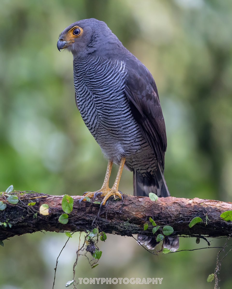 Barred Forest Falcon (Micrastur ruficollis) 

Ecuador Cloud Forest 🇪🇨🇪🇨

#aves #birdingphotography #Ecuador #wildlifephotography #birdsofprey #chocó #biodiversity