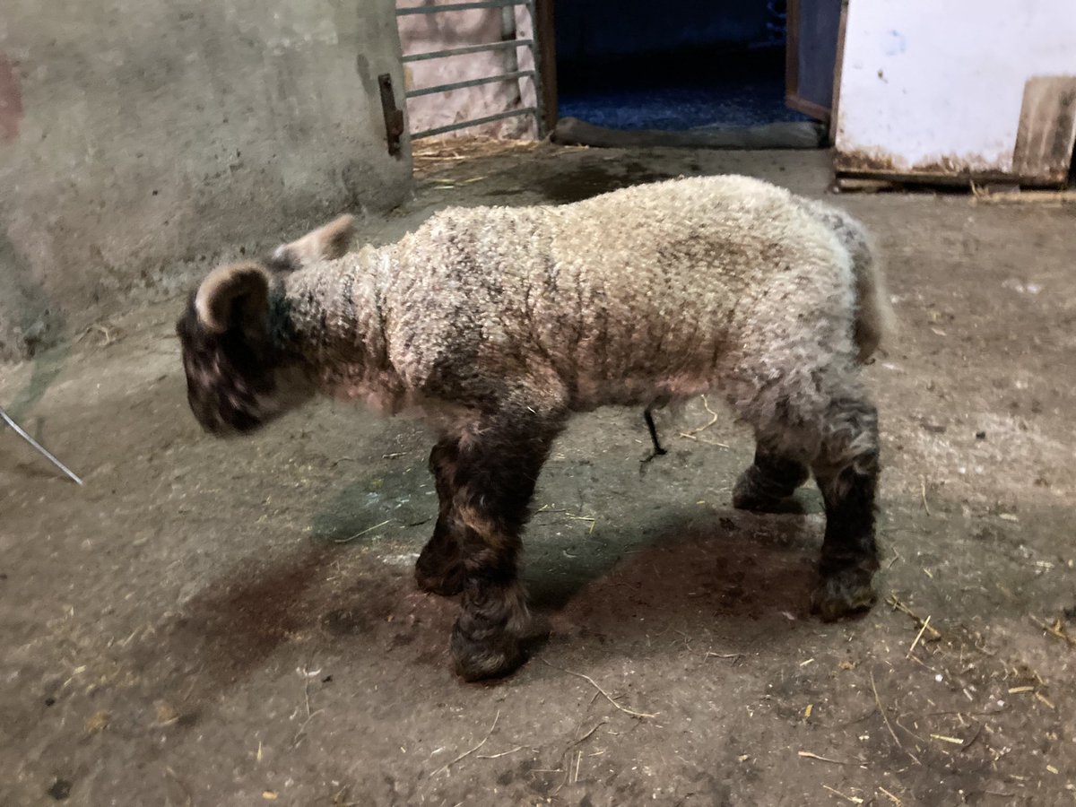 Steven Patten tweet media