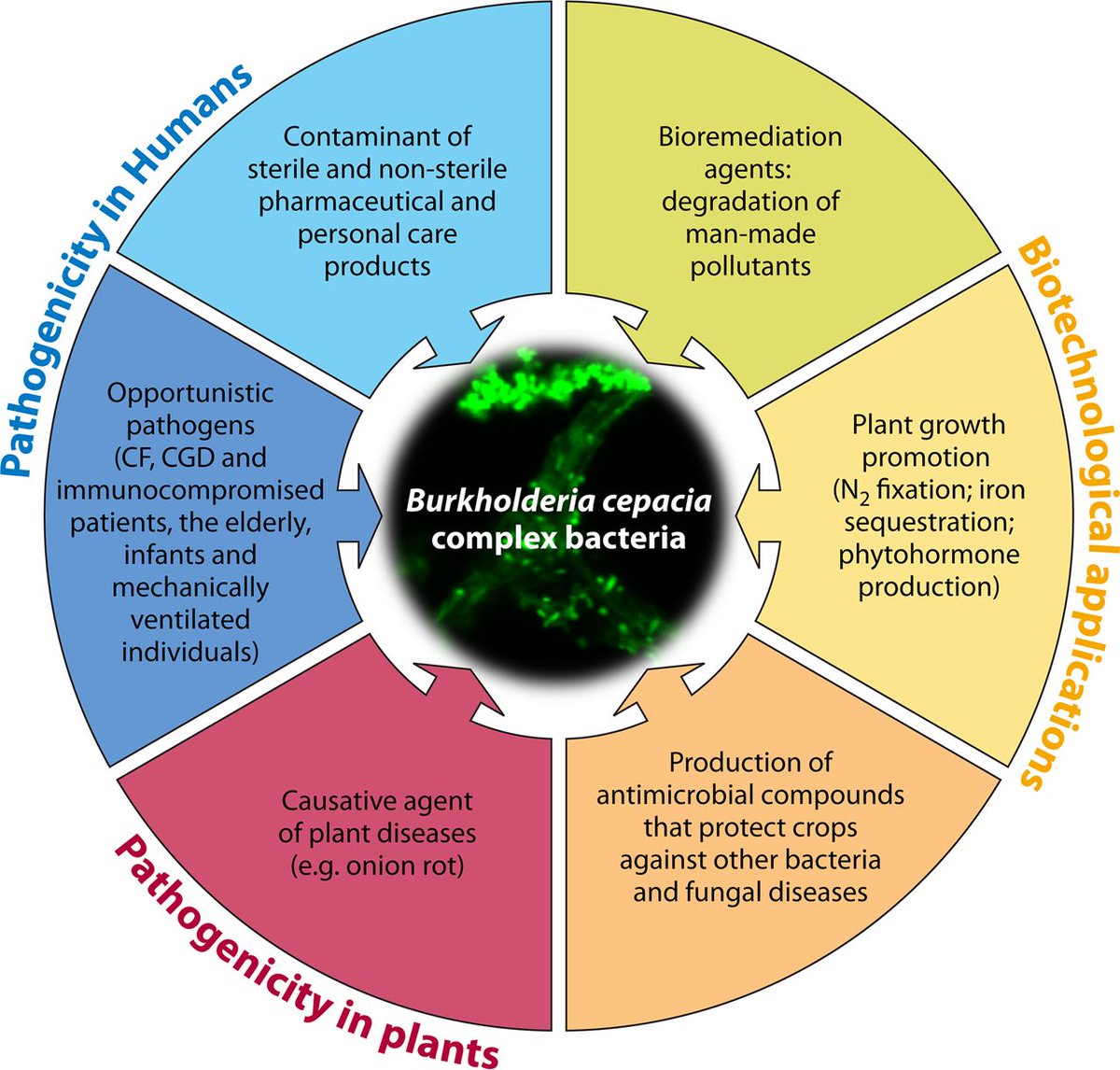 Agencia Regulatoria inHouse (@inhousecl) on Twitter photo Impacto mundial Burkholderia cepacia. Agencia InHouse ofrece Diagnostico de Inocuidad de Producto para Burkholderia cepacia (DIP-Bcc). contacto@agenciainhouse.cl Impacto mundial Burkholderia cepacia. Agencia InHouse ofrece Diagnostico de Inocuidad de Producto para Burkholderia cepacia (DIP-Bcc). contacto@agenciainhouse.cl