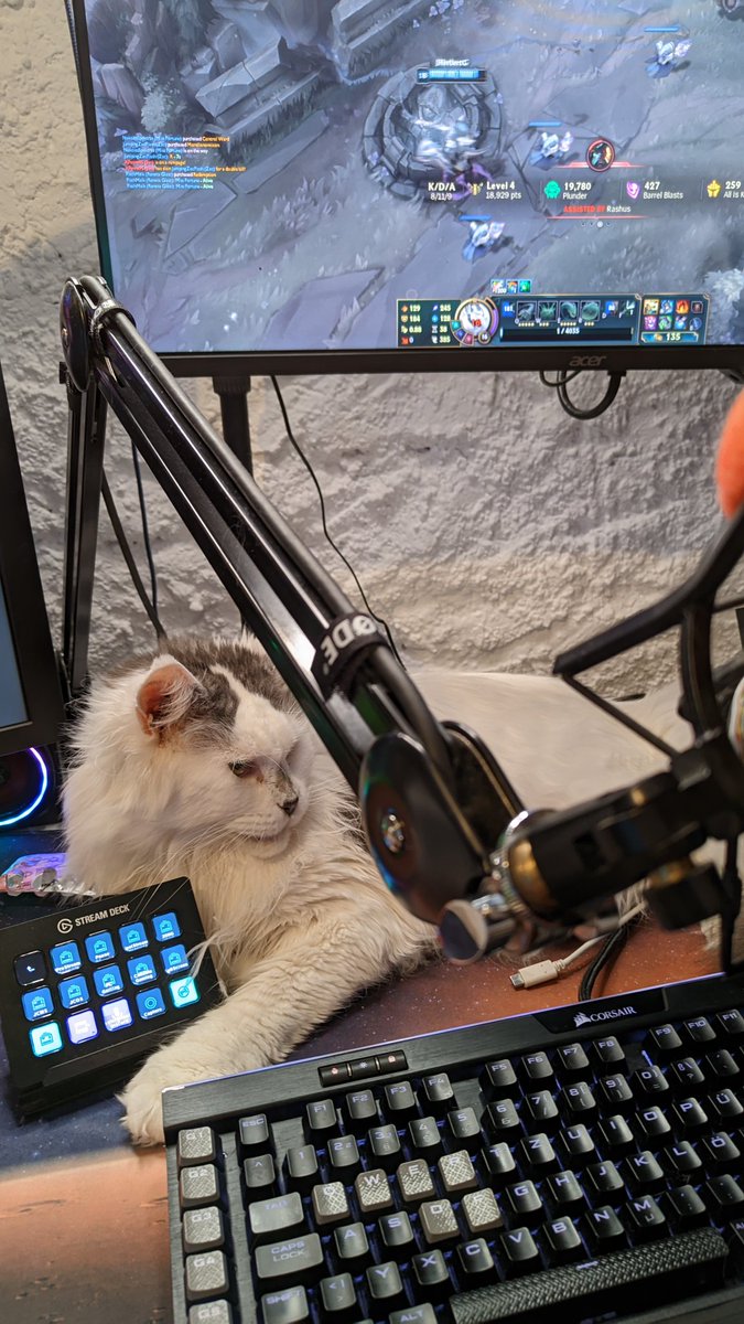 HiImBerryBuh's tweet photo. Neben dem Setup von @CORSAIRDE und @elgatoDE hat scheinbar immer noch ne Katze Platz
#RandomCatContent https://t.co/SZ9iena0GV