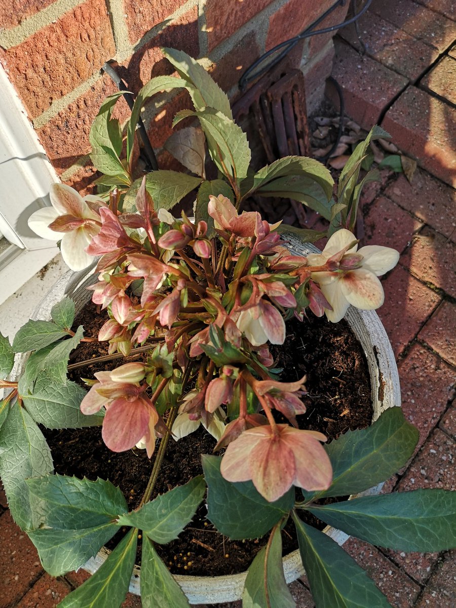 CBI62's tweet photo. Hellebore thanks Rosy 😊 https://t.co/a6OALLgUT6