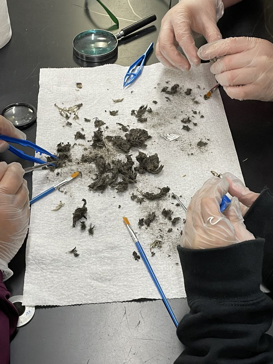 7th grade Science dissecting Owl pellets today! <a href="/lisdsecsci/">LISD Secondary Science Team</a> <a href="/LeanderTigers/">Leander MS</a> @tarie_barbour