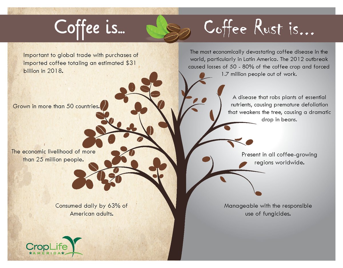 CropLifeAmerica's tweet photo. Do you know about the world’s most economically devastating #coffee disease? Check out our graphic to learn more about #coffeerust &amp; the importance of protecting this crop. https://t.co/DW7ZTHpRy7