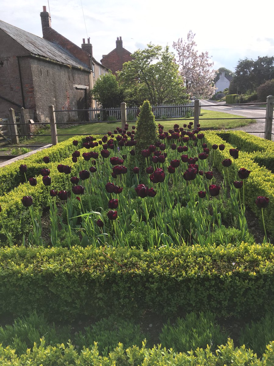 Created a special front garden using these tulips, Queen of the Night. #gardendesign #gardening #planting #tuliptuesday #tulips #flowers