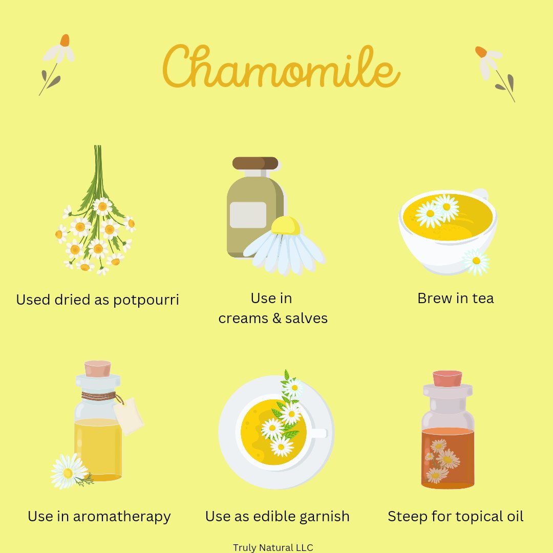 #chamomile #chamomiletea #chamomileessentialoil #chamomilesalve #chamomileoil